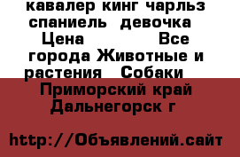  кавалер кинг чарльз спаниель -девочка › Цена ­ 45 000 - Все города Животные и растения » Собаки   . Приморский край,Дальнегорск г.